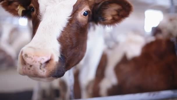 A tehén, a tehén istállóban eszik szénát közelről — Stock videók