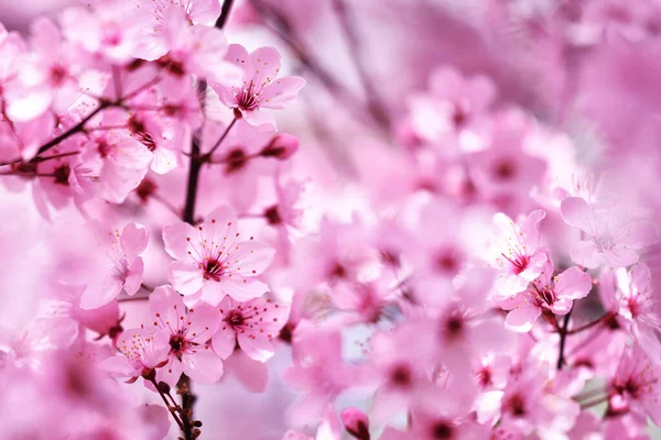 Cseresznyevirág Tavasszal Virágzó Cseresznyefa — Stock Fotó