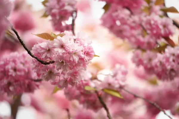 Cseresznyevirág Háttér Szép Rózsa Rózsaszín Szín — Stock Fotó