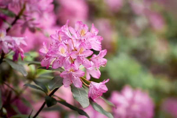 Rózsaszín rododendron virág közelről virágzó tavaszi bokor a városi parkban — Stock Fotó