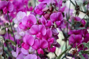 Tatlı bezelye çiçekleri lathyrus kokusu pembe beyaz lila makro