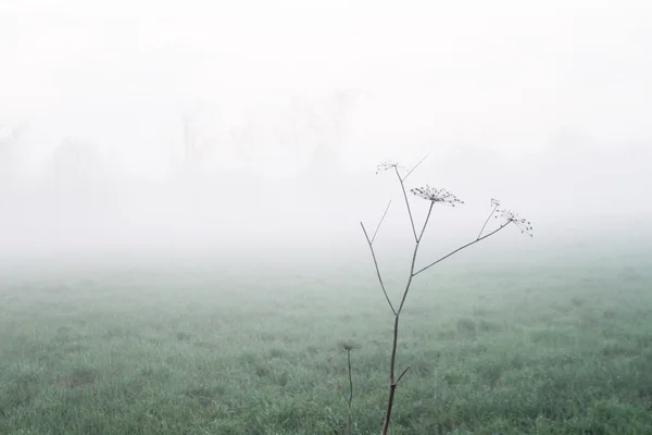 Flor de eneldo verde (hinojo). Flor de fenel verde en la niebla —  Fotos de Stock