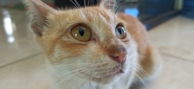Turuncu ve beyaz çizgili kedi evin içinde çünkü fotoğrafta turuncu kedi Tidore INDONESIA 'nın güzel ve güzel gözleri var.