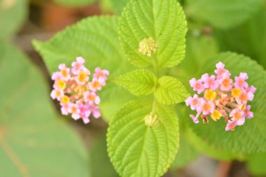 Salya veya verbenaceae çiçekli bitkiler ve yaprakları evin bahçesinde taze yeşil görünür, INDONESIA