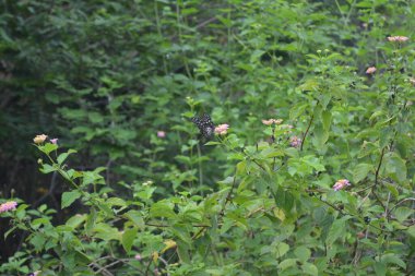 Tidore INDONESIA nektar aramak için küçük bir kelebeğin üzerine tünemiş salya bitkisi gibi görünüyor.