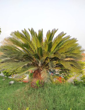 Maharashtra 'daki Amravati şehrinde Hindistan' da gün doğumu 