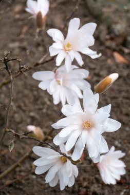 Bahçedeki beyaz çiçek