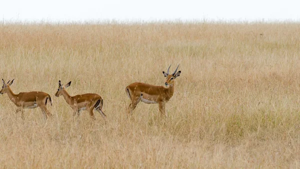 Ciervos en la Reserva Nacional Masai Mara, Kenia, África — Foto de Stock