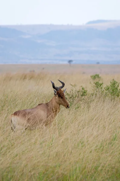 Un cerf dans la réserve nationale Masai Mara, Kenya, Afrique — Photo