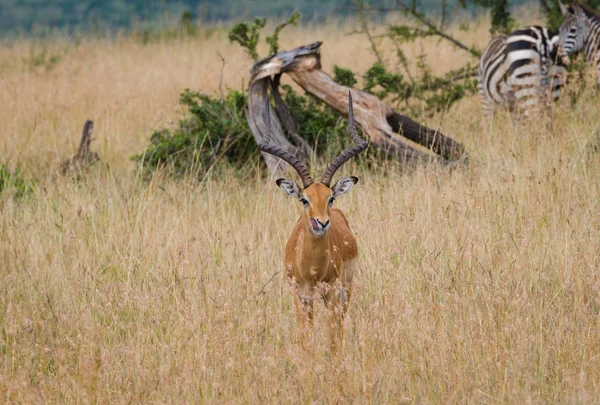 Une impala dans la réserve nationale du Masai Mara, Kenya, Afrique — Photo