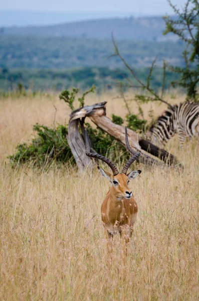 Une impala dans la réserve nationale du Masai Mara, Kenya, Afrique — Photo