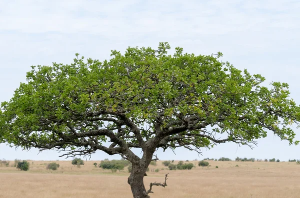 Дерево стоит в Национальном заповеднике Масаи Мара, Кения, Африка — стоковое фото