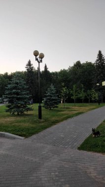 Izmailovsky Park 'ında büyüyen Noel ağacı