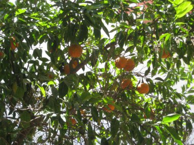 Yerel portakallar böyle yetişir.