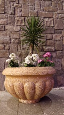 Tencerede büyüyen küçük bir palmiye ağacı.