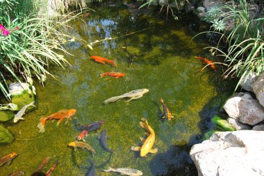 Palma de Mallorca 'da dolaşırken çok ilginç şeyler bulabilirsiniz. Kültüründe büyüleyici bir adadır..