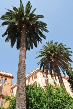 Palma de Mallorca 'da dolaşırken çok ilginç şeyler bulabilirsiniz. Kültüründe büyüleyici bir adadır..