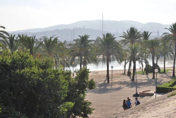 Esta Vista Del Parque Con Palmeras —  Fotos de Stock