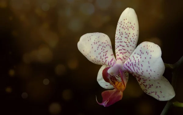 Weiße Orchidee Auf Schwarzem Hintergrund Goldenes Bokeh Eine Blume — Stockfoto