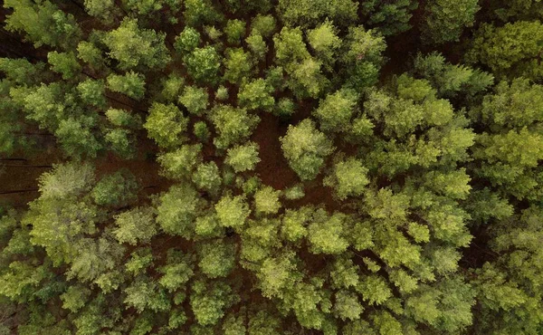 İnsansız hava aracının fotoğrafları. Yeşil çam ormanı, üst manzara.