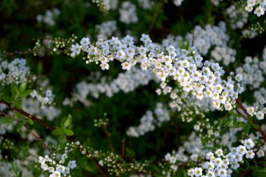 Beyaz Thunberg Spirea baharda çiçek açar.
