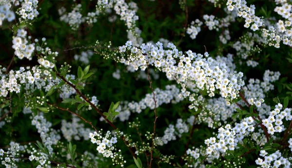 Thunberg Spirea Blanc Fleurit Printemps Dans Jardin Fleuri — Photo