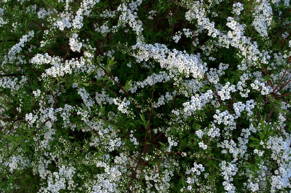 Weiße Thunberg Spirea Blüht Frühling Einem Blühenden Garten — Stockfoto