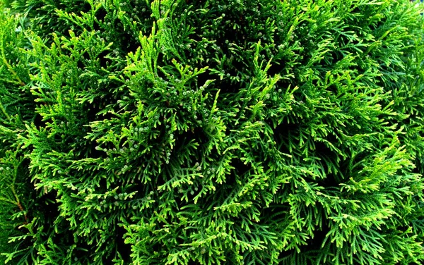 Зеленые Ветви Туджи Ярко Зеленый Оттенок Летние Цвета — стоковое фото