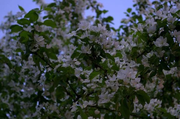 Beyaz kiraz ağacı çiçekleri. Bahçedeki mavi gökyüzünün arka planında kiraz çiçekleri ve yeşil yapraklar.