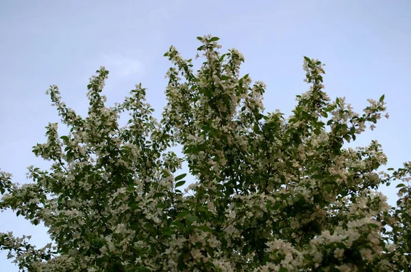Mavi bir arka planda çiçek açan bir kiraz ağacı. Bahçede beyaz çiçekler.