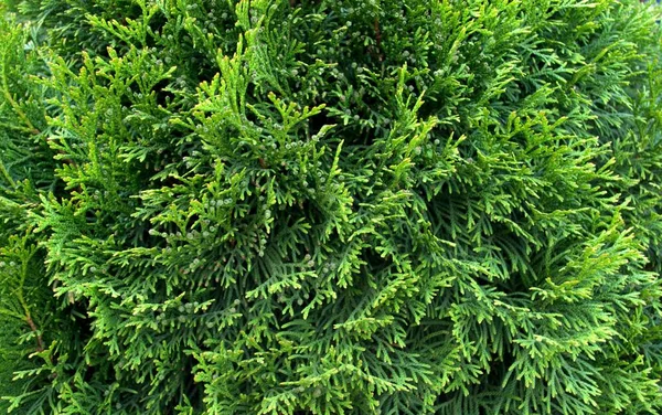 Зелені Гілки Туйї Саду — стокове фото