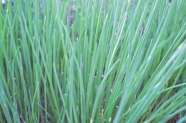 Hierba Verde Jardín Cebolla Clima Soleado Hierba Verde Brillante — Foto de Stock