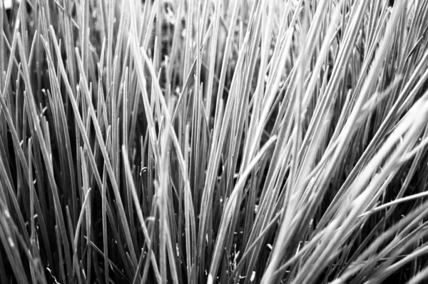 Крупный План Фотографии Зеленой Травы Черно Белое Фото — стоковое фото