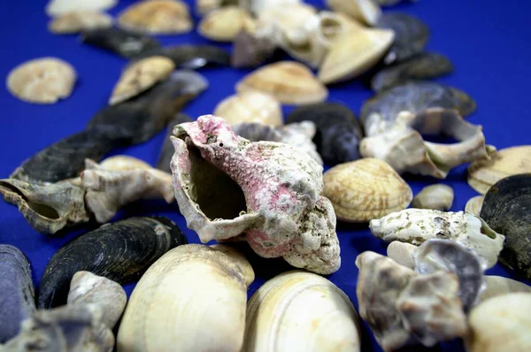 Mavi arka planda deniz kabukları. Deniz hatıraları.