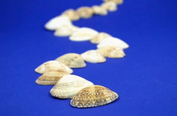 Deniz kabuklarından oluşan bir patika uzağa gider. Deniz hatıraları.