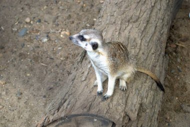 Bir mirket ağaçta oturur ve başka yere bakar.