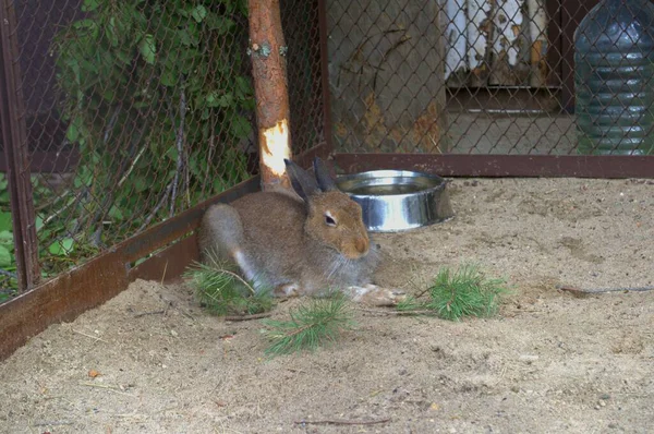 Bir tavşan hayvanat bahçesi kafesinde yerde oturuyor..