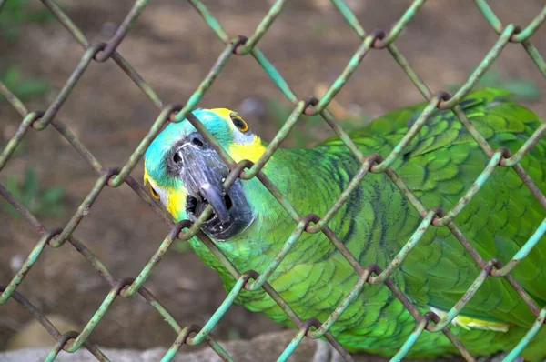 Parrot Tries Chew Bars Cage Zoo Thirst Freedom Caged Bird — Stock Photo, Image