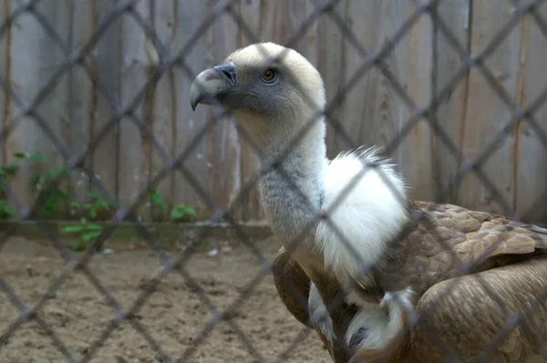 Abutre Numa Jaula Jardim Zoológico Olhar Triste Desejo Liberdade — Fotografia de Stock