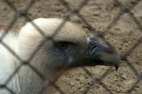 Hayvanat bahçesi kafesinde bir akbaba. Hüzünlü bir bakış. Özgürlüğe susamışlık. Tutsak bir kuş
