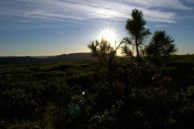 Dağlarda gün batımına karşı kuzey cüce sedir ağacı..