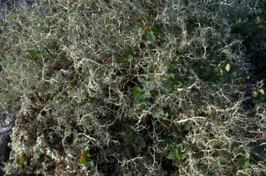 Dağlarda kuru gri yosun