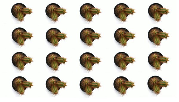 Background for banners and designs. Cactus in a pot on a white background, top view. The pattern. Wallpapers and textures. Abstraction