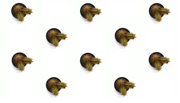 Afişler ve tasarımlar için arka plan. Kaktüs tencerede, beyaz arka planda dama tahtası deseninde, üst tarafta. Şablon. Duvar kağıtları ve dokular. Soyutlama