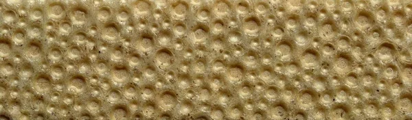 Çıtır çavdar ekmeğinin dokusunu.