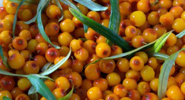 Tasarım için arka plan. Yeşil yapraklı portakallı karabuğday üzümü.