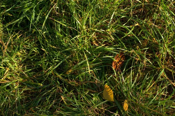 Autumn Green Grass Yellow Leaves Grass — Stock Photo, Image