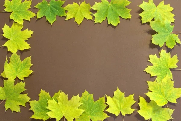 Frame of yellow autumn maple leaves on a brown background