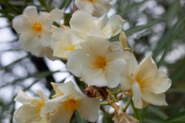 Sarı ve beyaz çiçekler kapanıyor