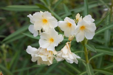 Koyu yeşil arka planda sarı ve beyaz çiçekler